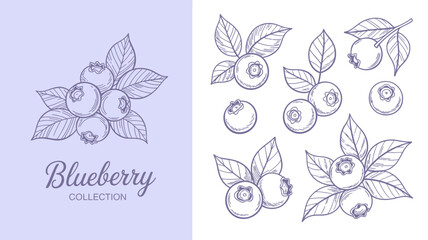 A delicate illustration showcases various arrangements of blueberries with leafy branches presented in a clean hand drawn style high quality professional detailed modern elegant stylish crisp © Digishopppp