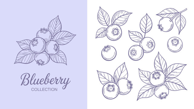 A delicate illustration showcases various arrangements of blueberries with leafy branches presented in a clean hand drawn style high quality professional detailed modern elegant stylish crisp