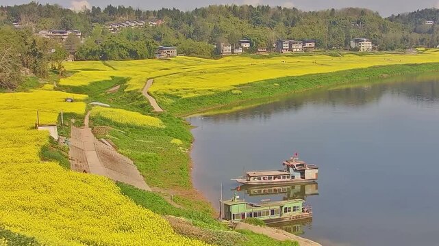Peaceful cinematic shot of the idyllic Chinese countryside, featuring endless yellow rapeseed fields, distant houses, and a working boat crossing the river.