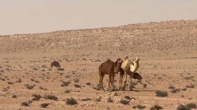 A Group of  Camels in the Desert in Tunisia