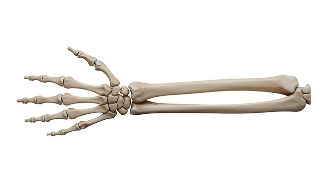 detailed human arm and hand skeletal anatomy illustrating bone structure isolated on a white background for educational use