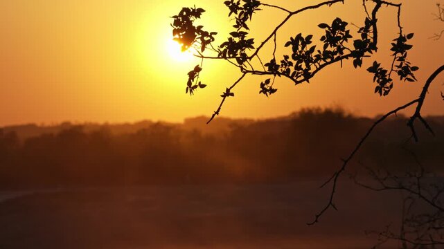 Glowing Sun Silhouetted by Tree Leaves with Dust Haze Blowing in Background