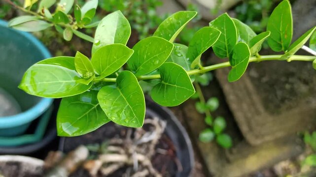 Carissa carandas leaves show glossy green surfaces and dense growth, highlighting natural texture in a tropical setting.