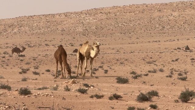 A Group of One Hump Camels in the Desert in Tunisia (Camelus dromedarius)