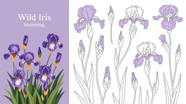 A botanical illustration showcases vibrant purple wild iris flowers in full bloom alongside detailed line art renderings of the plant high quality professional modern elegant stylish