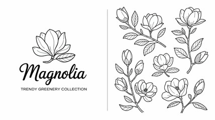 A botanical illustration features several magnolia flowers and buds in a minimalist black and white line drawing style accompanied by the text magnolia high quality professional © Peradox