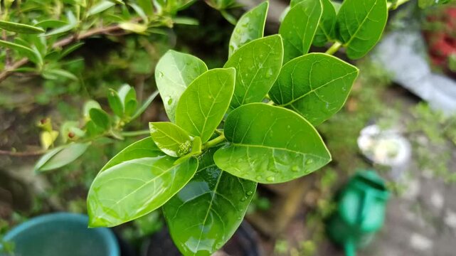 Carissa carandas leaves show glossy green surfaces and dense growth, highlighting natural texture in a tropical setting.