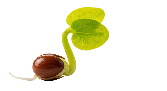 germinating seed revealing a young sprouting plant with bright green leaves on white symbolizing new life and growth.