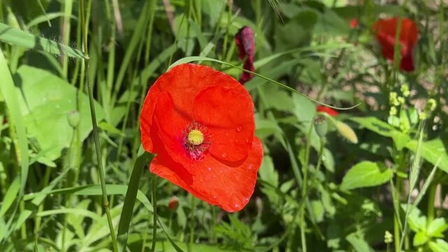 Closeup of Beautiful Red Remembrance War Poppies