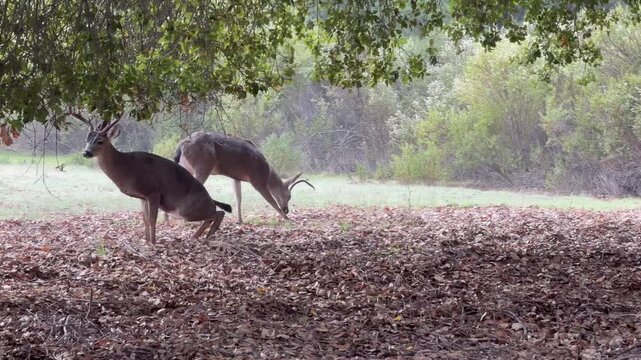 Mule deer buck relieves itself while others graze