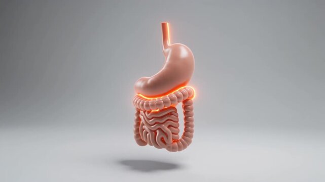 Anatomical illustration of the human digestive system showing the stomach and intestines with a glowing effect highlighting the gastrointestinal tract