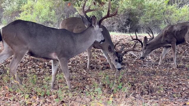 Several mule deer feed as one urinates	