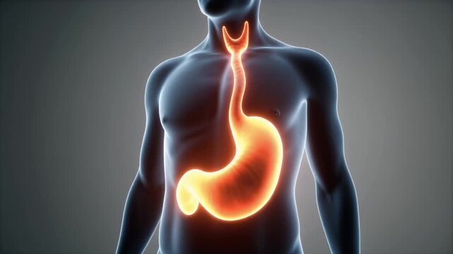 Anatomical illustration of the human digestive system focusing on the stomach and esophagus, highlighting internal organs and bodily functions