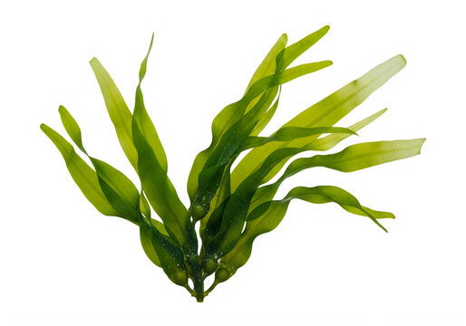 Green seaweed fronds in ocean water isolated on transparent background