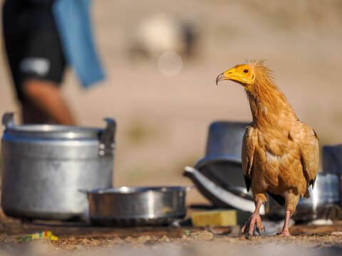 Egyptian Vulture (Neophron percnopterus) scavenging Socotra copy space