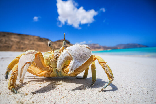 Ghost Crab (Ocypode saratan) on white sand beach Socotra copy space