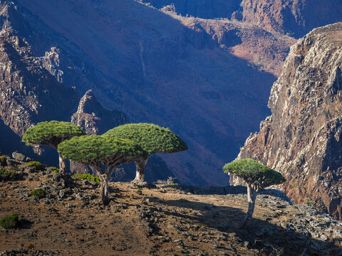Dragon blood trees (Dracaena cinnabari) on mountain ridge copy space