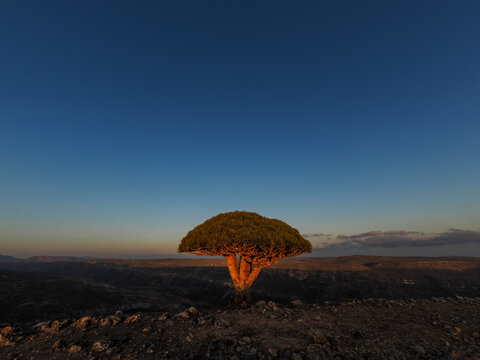 Dragon blood tree (Dracaena cinnabari) at dusk banner copy space