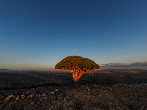 Dragon blood tree (Dracaena cinnabari) at dusk banner copy space