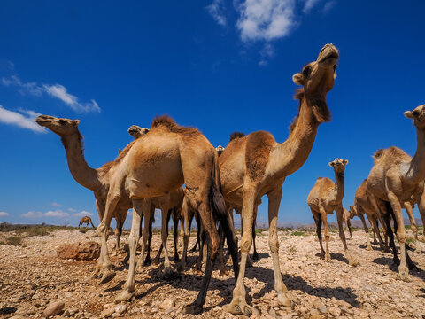 Herd of Dromedary Camels (Camelus dromedarius) on Socotra island 