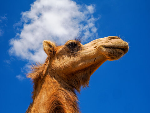 Dromedary Camel (Camelus dromedarius) low angle portrait Socotra copy space