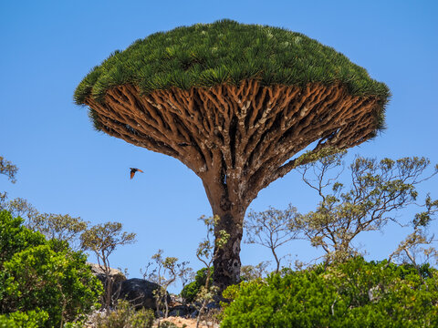 Dragon Blood Tree (Dracaena cinnabari) in Socotra, copy space