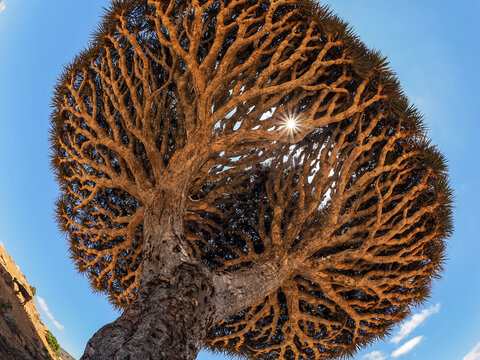 Dragon blood tree (Dracaena cinnabari) with exposed roots on Socotra