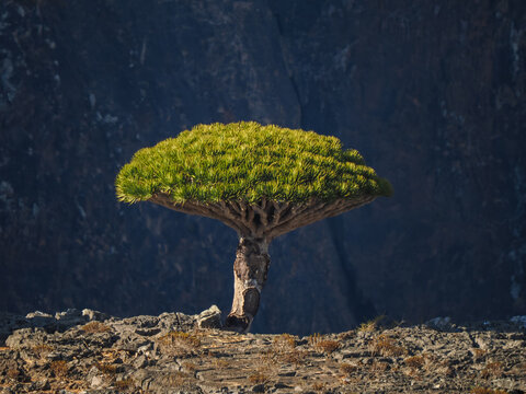 Dragon's blood tree (Dracaena cinnabari) growing on Socotra