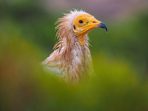 Egyptian Vulture (Neophron percnopterus) portrait in green foliage
