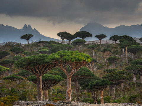 Dragon blood trees (Dracaena cinnabari) growing on Socotra island