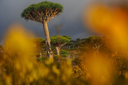 Dragon Blood Tree (Dracaena cinnabari) forest on Socotra Island Yemen
CATEGORY: Plants and Flowers