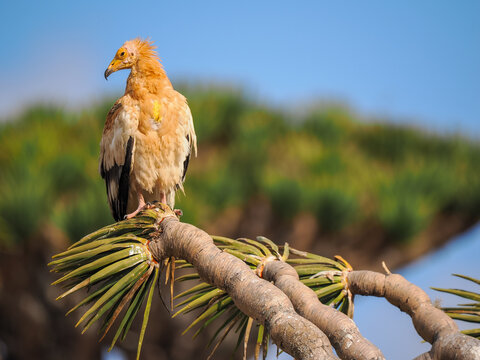 Egyptian vulture (Neophron percnopterus) perched on tree branch