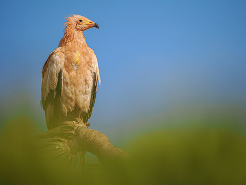 Egyptian Vulture (Neophron percnopterus) perched in Socotra copy space