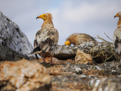 Egyptian vultures (Neophron percnopterus) on rocky ground on Socotra