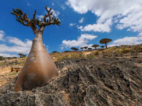 Desert Rose (Adenium obesum sokotranum) on limestone Socotra copy space