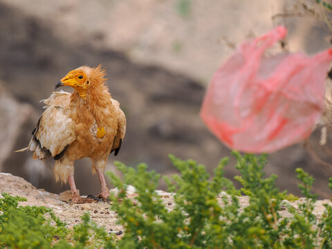 Egyptian Vulture (Neophron percnopterus) playing with plastic bag Socotra copy space