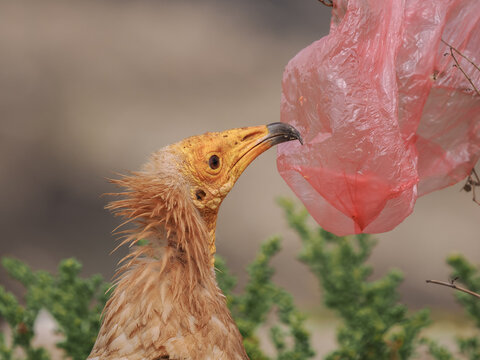 Egyptian Vulture (Neophron percnopterus) playing with plastic bag Socotra