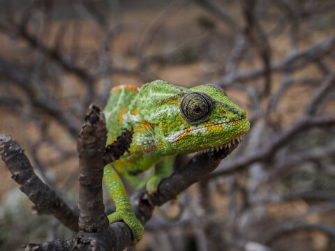 Socotra Chameleon (Chamaeleo monachus) on branch in arid landscape
