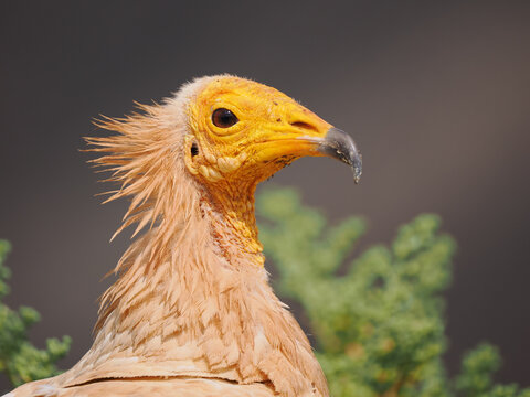 Egyptian Vulture (Neophron percnopterus) head portrait detail Socotra