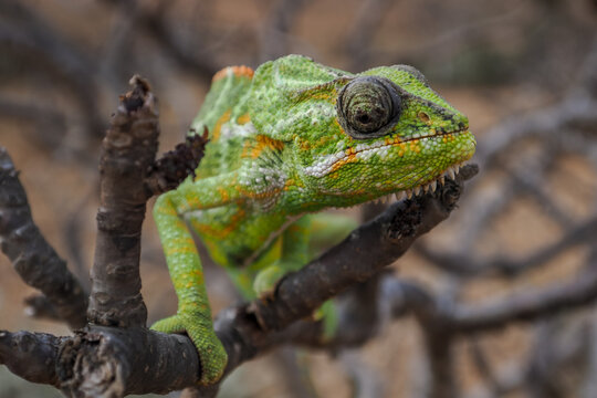Common chameleon (Chamaeleo chamaeleon) climbing branch, copy space
