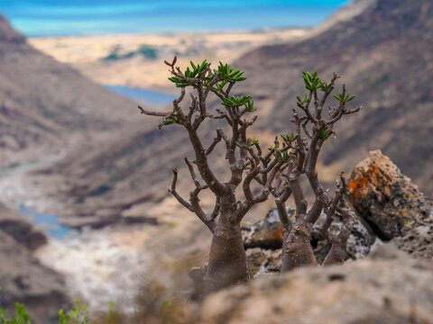 Desert Rose, Adenium obesum sokotranum, endemic, Socotra, Yemen, plant, succulent, bottle tree, flora, mountain, valley, canyon, wadi, wilderness, nature, landscape, island, Middle East, Arabian Sea, 