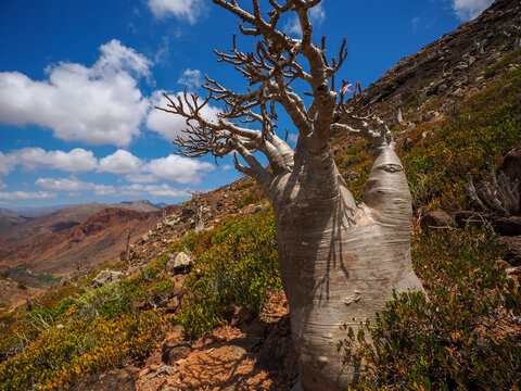 Bottle tree (Adenium obesum subsp. socotranum) growing on mountain slope