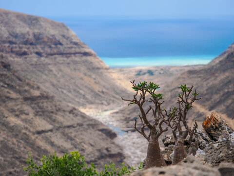 Bottle Trees (Adenium obesum sokotranum) overlooking Socotra valley 
