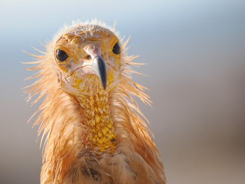 Egyptian Vulture (Neophron percnopterus) close-up portrait Socotra copy space