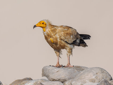 Egyptian vulture (Neophron percnopterus) perched on rocks, copy space