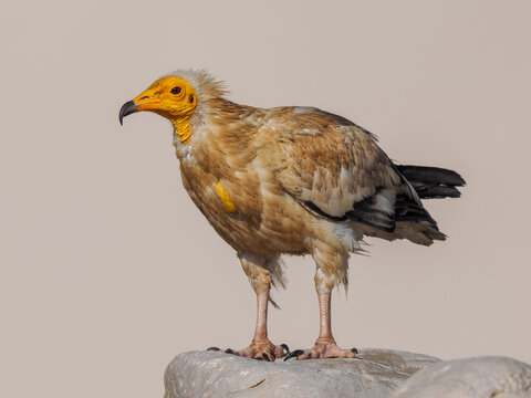 Egyptian Vulture (Neophron percnopterus) perched on rock Socotra