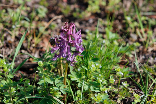 first spring wild corydalis flowers

