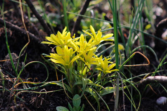spring yellow flowers of gagea

