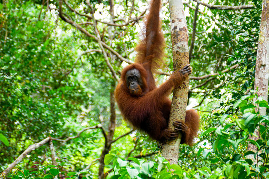 Wild Bornean Orangutan Pongo Pygmaeus in Tanjung Puting National Park Borneo