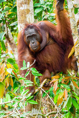 Obraz premium Wild Bornean Orangutan Pongo Pygmaeus in Tanjung Puting National Park Borneo